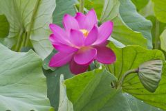 Indian Lotus, Nelumbo nucifera