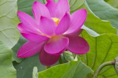 Indian Lotus, Nelumbo nucifera