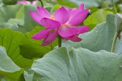 Indian Lotus, Nelumbo nucifera