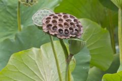 Indian Lotus, Nelumbo nucifera