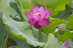 Indian Lotus, Nelumbo nucifera