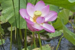 Indian Lotus, Nelumbo nucifera