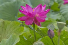 Indian Lotus, Nelumbo nucifera