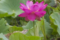 Indian Lotus, Nelumbo nucifera