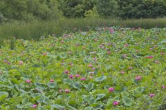 Indian Lotus, Nelumbo nucifera