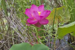 Indian Lotus, Nelumbo nucifera