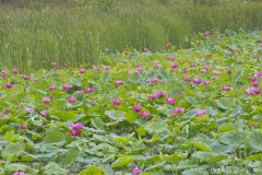 Indian Lotus, Nelumbo nucifera