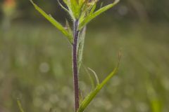 Indian Paintbrush, Castiilleja coccinea