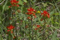 Indian Paintbrush, Castiilleja coccinea