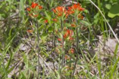 Indian Paintbrush, Castiilleja coccinea