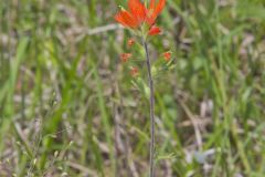 Indian Paintbrush, Castiilleja coccinea