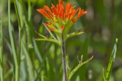 Indian Paintbrush, Castiilleja coccinea