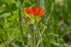 Indian Paintbrush, Castiilleja coccinea