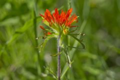 Indian Paintbrush, Castiilleja coccinea