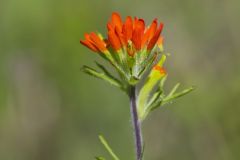 Indian Paintbrush, Castiilleja coccinea