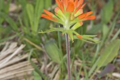 Indian Paintbrush, Castiilleja coccinea