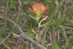 Indian Paintbrush, Castiilleja coccinea