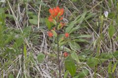 Indian Paintbrush, Castiilleja coccinea