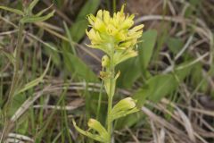 Indian Paintbrush, Castiilleja coccinea