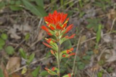 Indian Paintbrush, Castiilleja coccinea