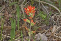 Indian Paintbrush, Castiilleja coccinea