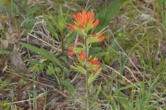 Indian Paintbrush, Castiilleja coccinea