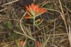 Indian Paintbrush, Castiilleja coccinea