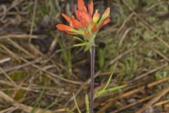 Indian Paintbrush, Castiilleja coccinea