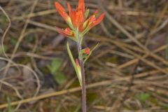 Indian Paintbrush, Castiilleja coccinea