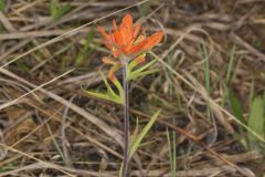 Indian Paintbrush, Castiilleja coccinea