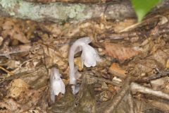 Indian Pipe, Monotropa uniflora