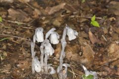 Indian Pipe, Monotropa uniflora