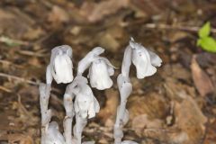 Indian Pipe, Monotropa uniflora