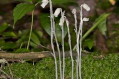 Indian Pipe, Monotropa uniflora