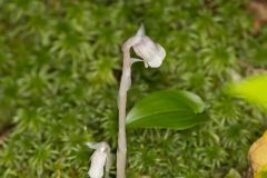 Indian Pipe, Monotropa uniflora