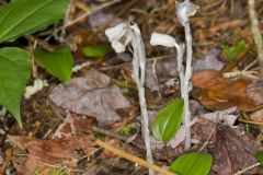 Indian Pipe, Monotropa uniflora