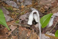 Indian Pipe, Monotropa uniflora