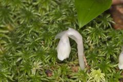 Indian Pipe, Monotropa uniflora