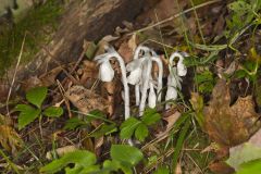 Indian Pipe, Monotropa uniflora