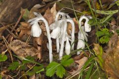 Indian Pipe, Monotropa uniflora