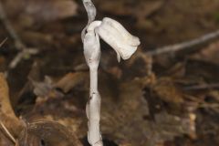 Indian Pipe, Monotropa uniflora