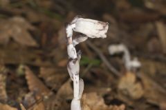 Indian Pipe, Monotropa uniflora