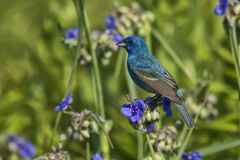 Indigo Bunting, Passerina cyanea