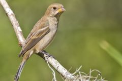 Indigo Bunting, Passerina cyanea