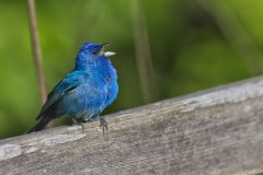 Indigo Bunting, Passerina cyanea