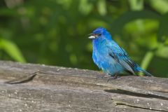 Indigo Bunting, Passerina cyanea