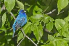 Indigo Bunting, Passerina cyanea