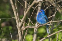 Indigo Bunting, Passerina cyanea