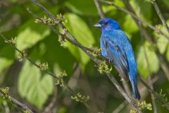 Indigo Bunting, Passerina cyanea