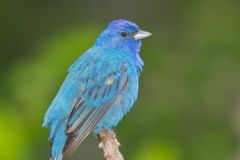 Indigo Bunting, Passerina cyanea